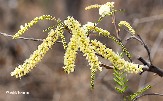Senegalia caffra